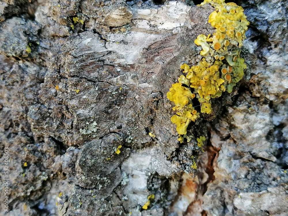 macro texture of birch bark with gold moss . Close up photo macro texture of birch bark with gold moss . Close up photo