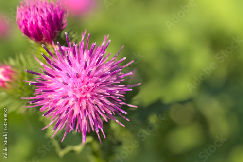 Blooming thistle in the sunshine.