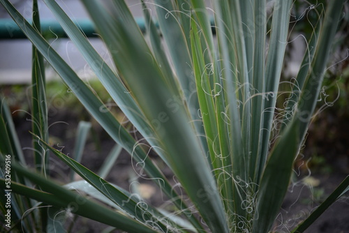 Yucca filamentosa green leaves blue yucca filamentous diagonally close-up  yucca filamentous  leaves of yucca filamentous  green background from leaves  gradient perennial evergreen plant