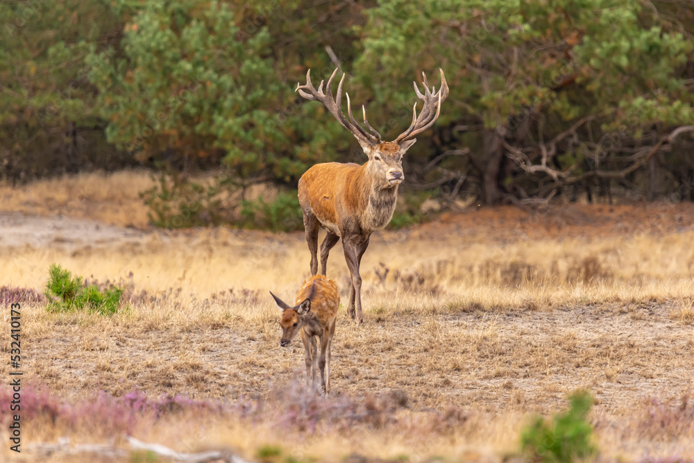 Naklejka premium Red Deer, Rutting season