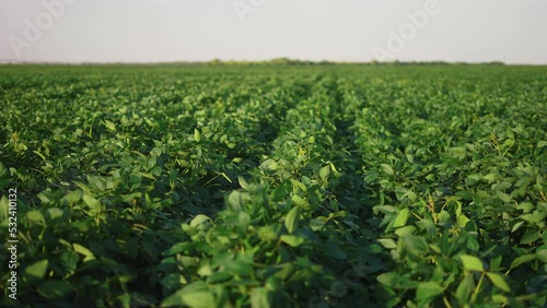 soybean soy field of green plants a general plan nature agriculture. organic farming. agriculture lifestyle plantation business farm concept. soy vegetable healthy food agriculture