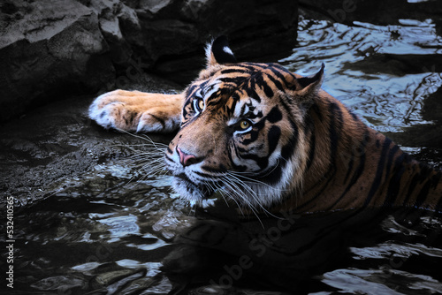 Retrato de Tigre de Sumatra (Panthera tigris sumatrae) en el agua