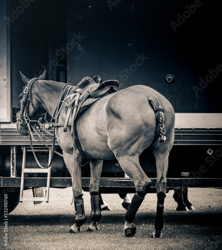 Teethered Polo Pony At Kirtlington Park photo