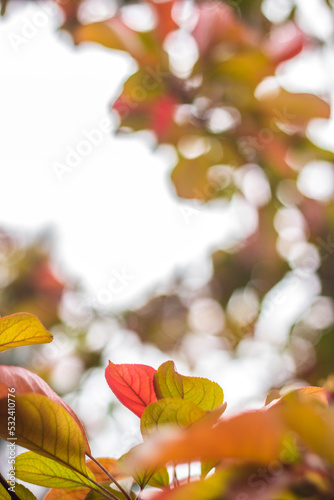 Fresh leaves in autumn day. Fresh yellow leaves background © sanjagrujic