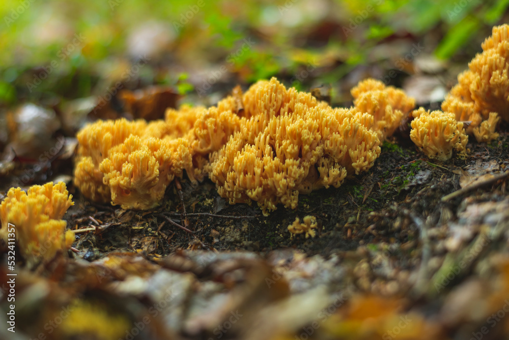 Yellow coral mushroom growing on the forest floor