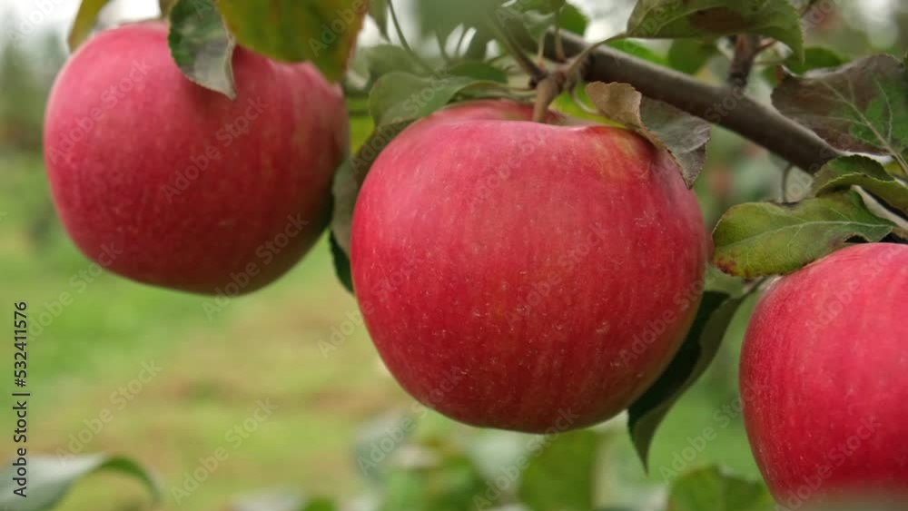Ripe Apples in the Apple Orchard before Harvesting. Big Red delicious Apples Hanging from a Tree Branch in the Fruit Garden at Fall Harvest. Basket of Apples. Autumn Cloudy Day, Soft Shadow. 4K Ripe Apples in the Apple Orchard before Harvesting. Big Red delicious Apples Hanging from a Tree Branch in the Fruit Garden at Fall Harvest. Basket of Apples. Autumn Cloudy Day, Soft Shadow. 4K