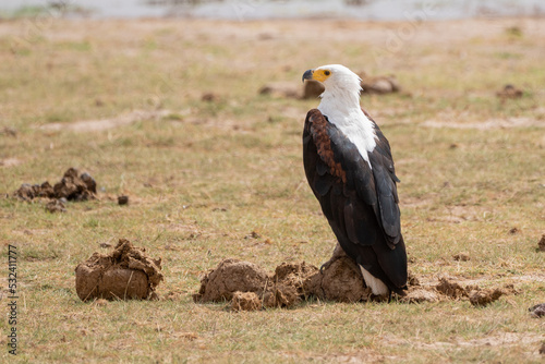 Beautiful African Fish Eagle perched on dung looking straight ahead searching for prey in Ambosseli National Park in Kenya, Africa photo