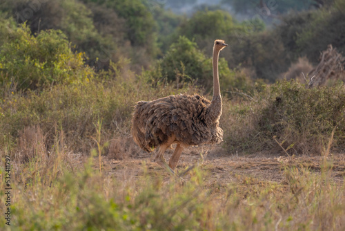 Beautiful female ostrich walking through the savannah in Ambosseli National Park in Kenya, Africa photo