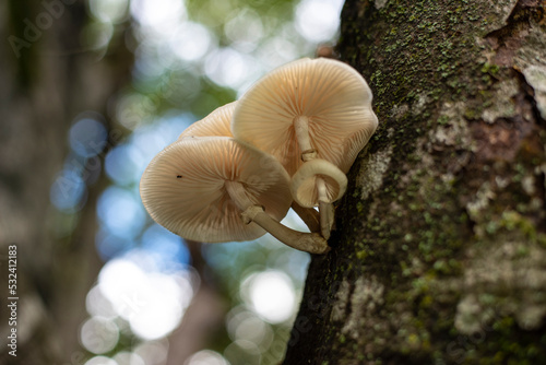 Porcelain mushrooms growing on beech tree in forest