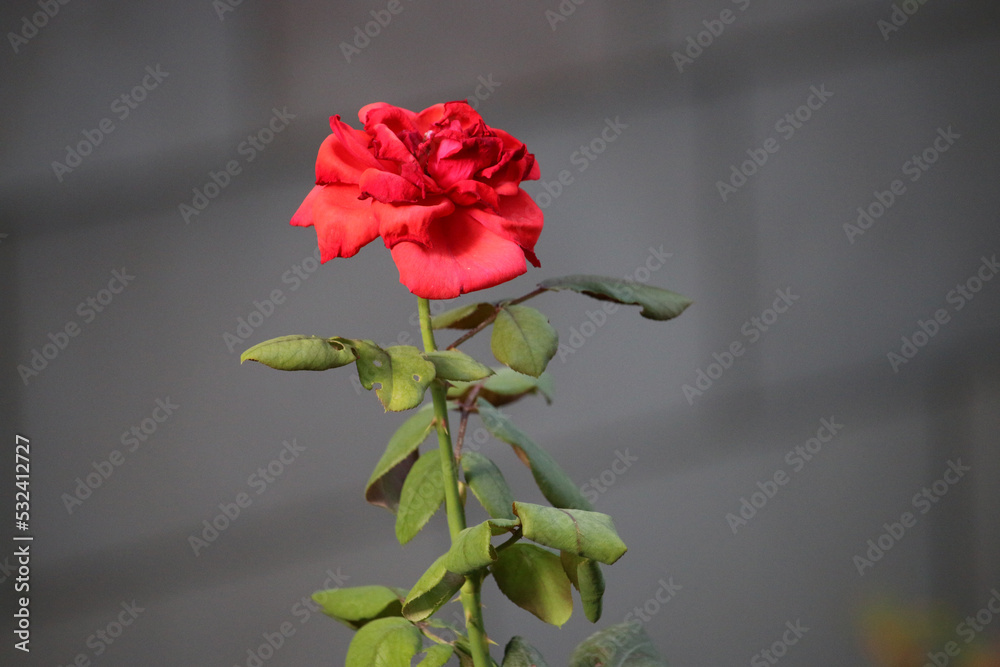Fototapeta premium single red rose