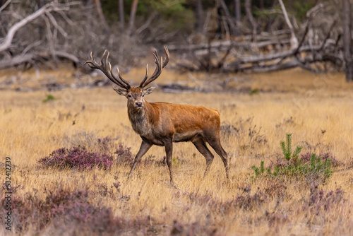 Deer  Red Deer