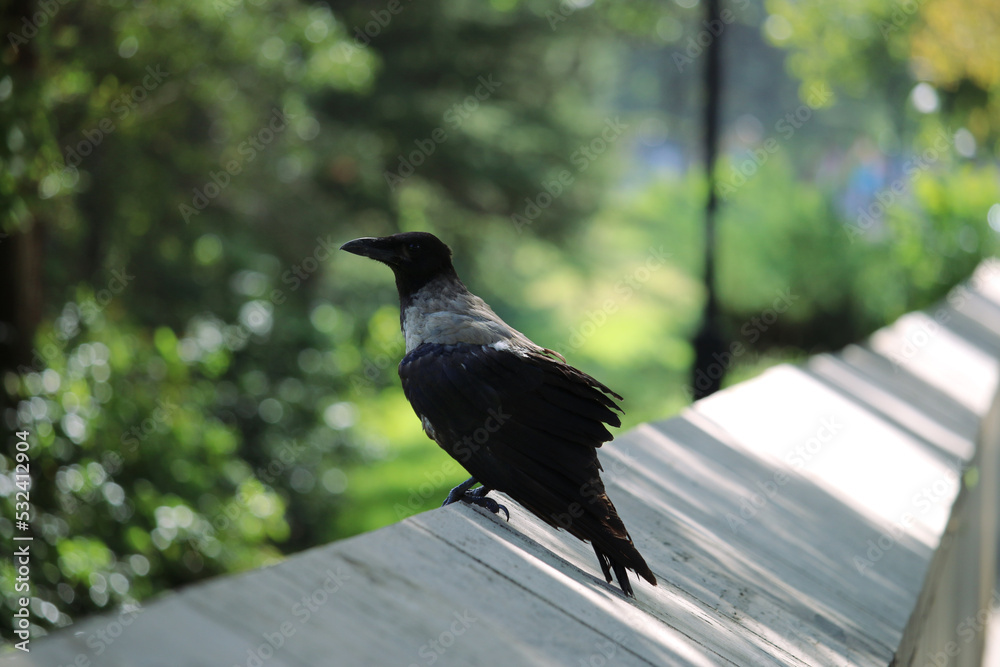 Fototapeta premium Crow standing 