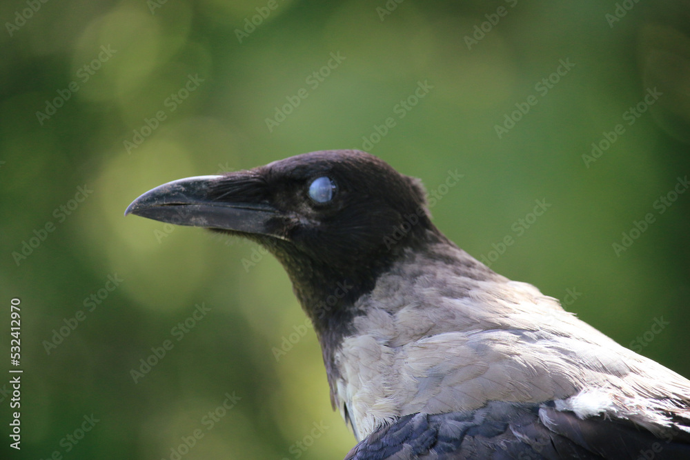 Fototapeta premium close up of a crow