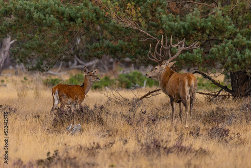 Deer  Red Deer