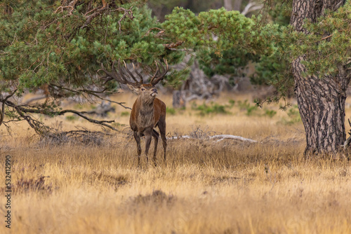 Deer  Red Deer