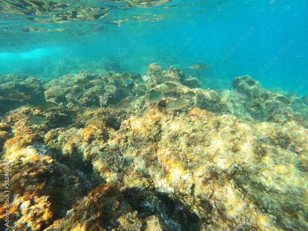 Fototapeta premium Calella de Palafrugell, Gerona, Catalunya, España 