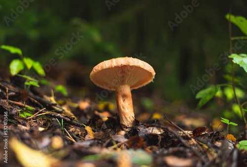 Saffron milk cap mushroom growing on the forest floor