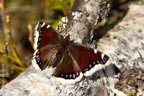Mourning cloak (Nymphalis antiopa) butterfly resting on a log.