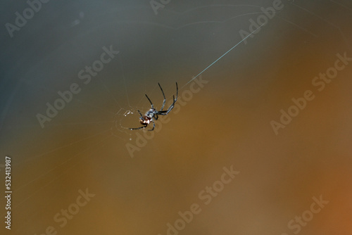 macro shot of spider web