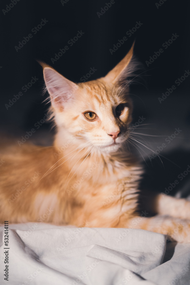 Adorable red puppy Maine Coon cat. Oldest natural breeds in North America. Orange cat with dense coat of fur and dog-like characteristics. Portrait of little indoor pet in bedroom.