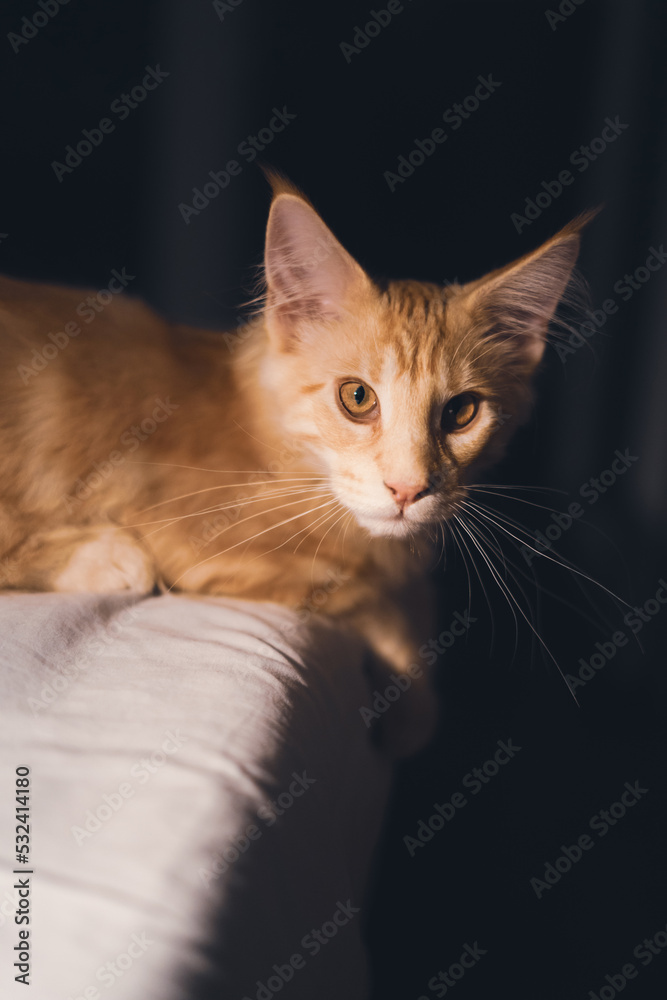 Adorable red puppy Maine Coon cat. Oldest natural breeds in North America. Orange cat with dense coat of fur and dog-like characteristics. Portrait of little indoor pet in bedroom.