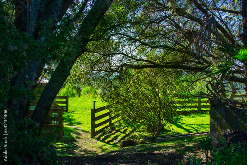 Farm gate open into sunlit meadow, looking from within a dark wooded area. Eskdale, Hawke's Bay, New Zealand