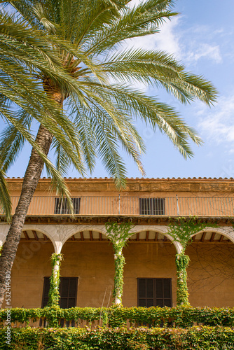 Palmera catedral Palma de Mallorca. 