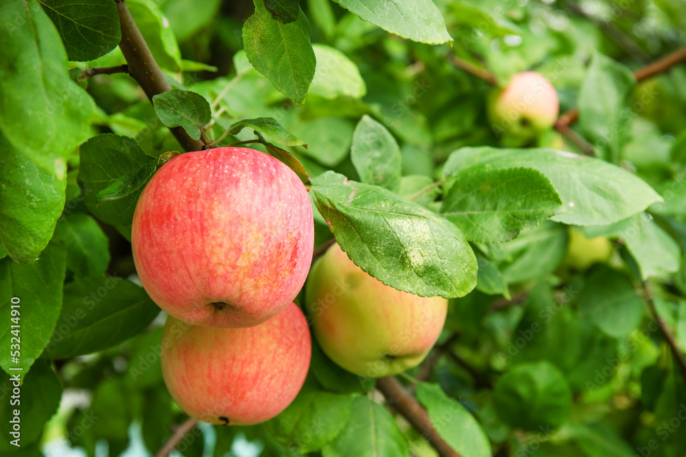 Red apples riping on a branch in the green garden