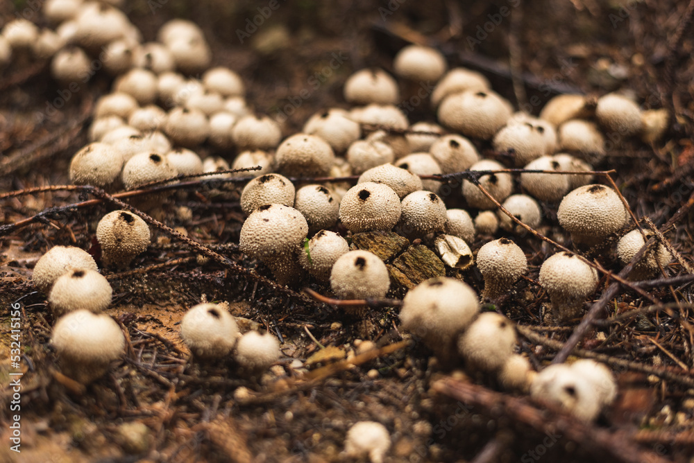 Common puffball mushrooms in group growing on the forest floor