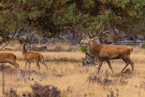 Red Deer, Deer. Mammals