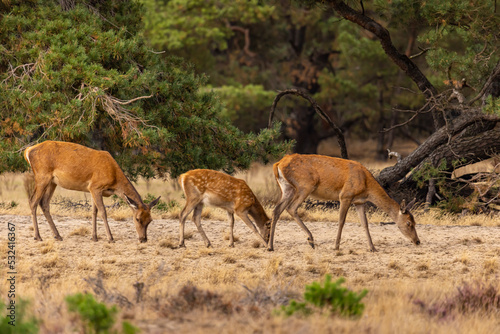 Red Deer, Deer. Mammals