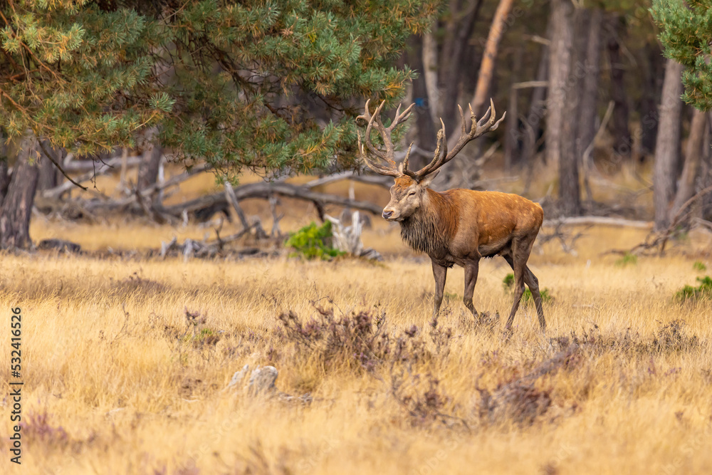 Naklejka premium Red Deer, Deer. Mammals