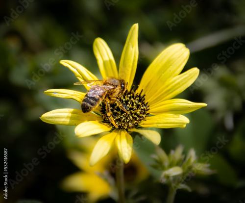 Honey Bee collecting pollen from yellow flower on a sunny spring day in a Melbourne Park Victoria Australia