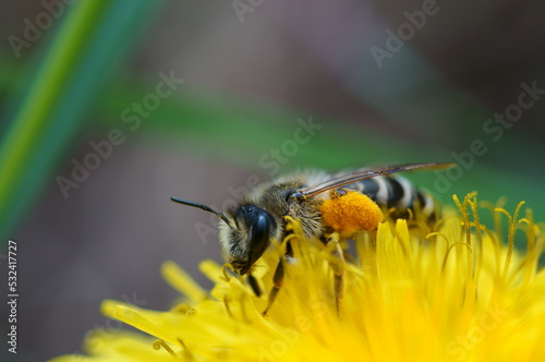 A bumblebee collects pollen from a yellow dandelion. Insects in nature. © Станислав 