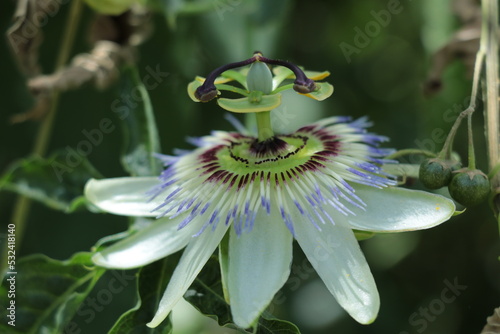 Flor de Mburucuyá