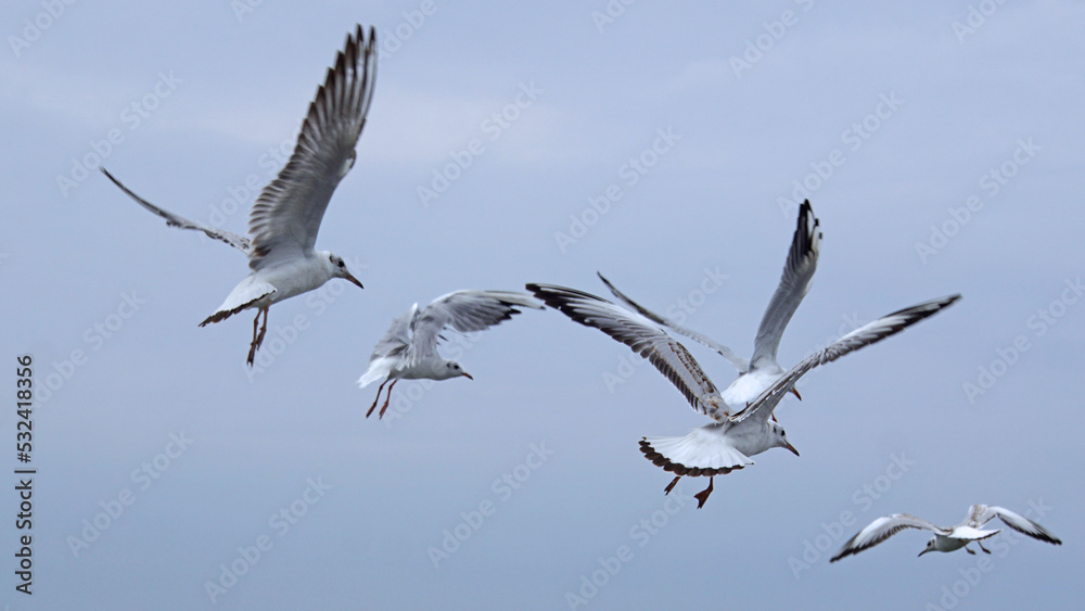 Fototapeta premium Mövenflug 1