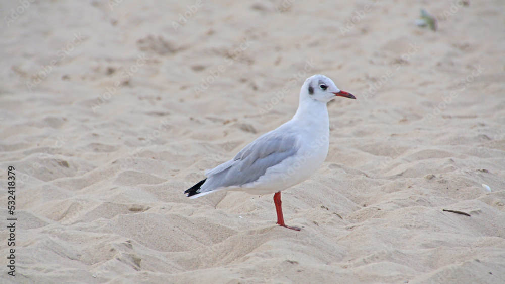 Obraz premium Möve am Strand