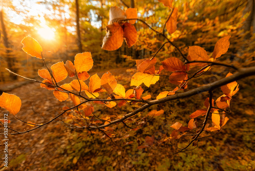 Autumn background. A tree branch with yellow-orange leaves against the backdrop of a forest at sunset