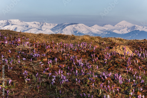 violet flowers on a snowy mountain background © sashkohtoce