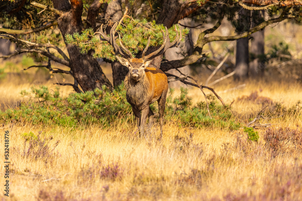 Naklejka premium Deer, Red Deer. Mammals