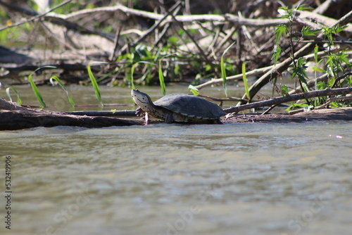 Tortuga