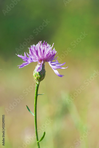Cornflower bud on a blurred background. One purple cornflower flower on a green stem.