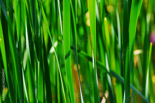 Close look through the grass. Green stems of grass. Selective focus.