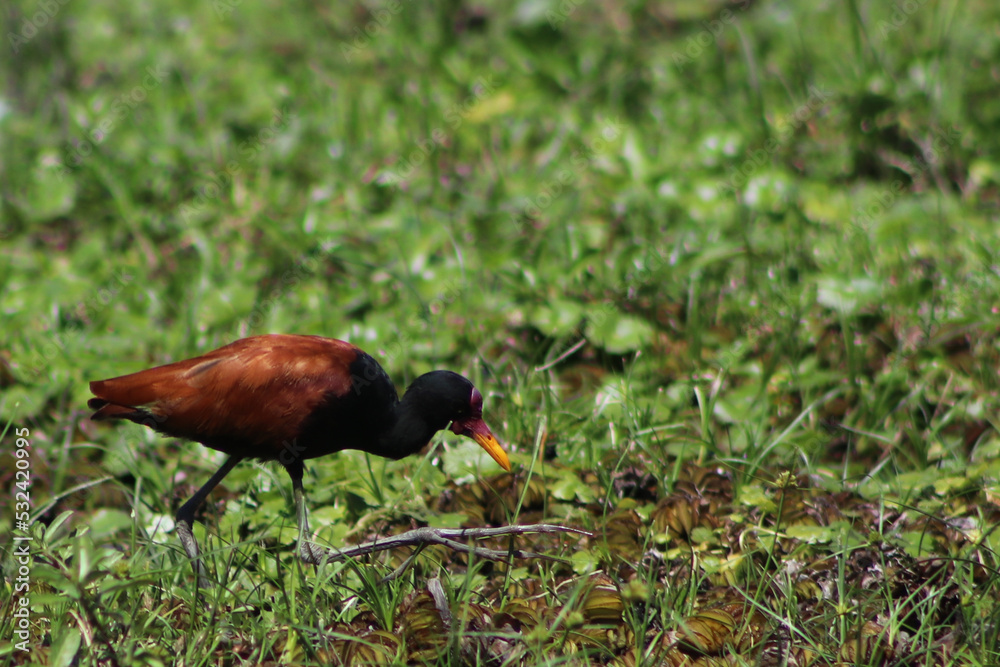 Naklejka premium Jacana