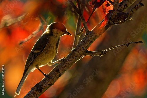 A chickadee with orange rays from the setting sun. photo