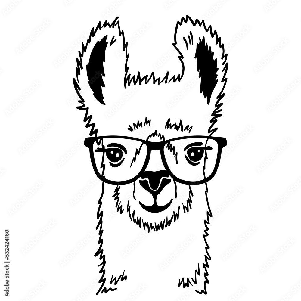 Fototapeta premium Hand drawn funny portrait of llama with glasses. Black and white drawing alpaca animal. Cute outline vector illustration isolated on white background.