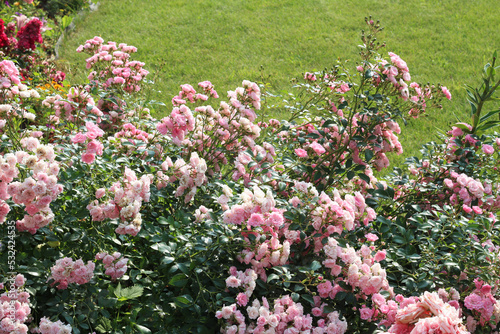 Groundcover Rose The Fairy in the garden. selective focus