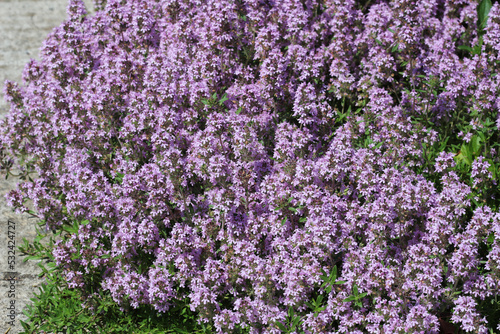 Blooming thyme in the summer garden. Medicinal plant thyme.