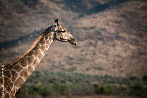 Giraffe in the Pilansberg nature reserve in South Africa. 