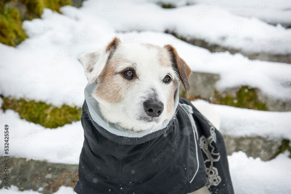 A small dog Jack Russell Terrier in overalls on a background of white snow. Portrait of a funny dog dressed in a suit, close-up. Keep pets away from hypothermia. Clothes for dogs. copyright. A small dog Jack Russell Terrier in overalls on a background of white snow. Portrait of a funny dog dressed in a suit, close-up. Keep pets away from hypothermia. Clothes for dogs. copyright.